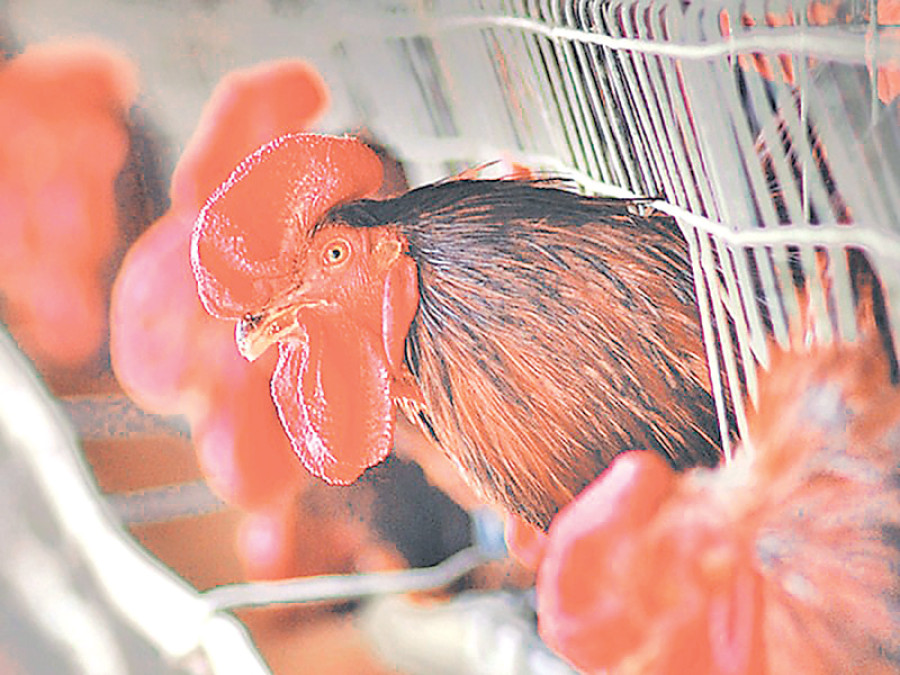 Government fixes ceiling on meat prices