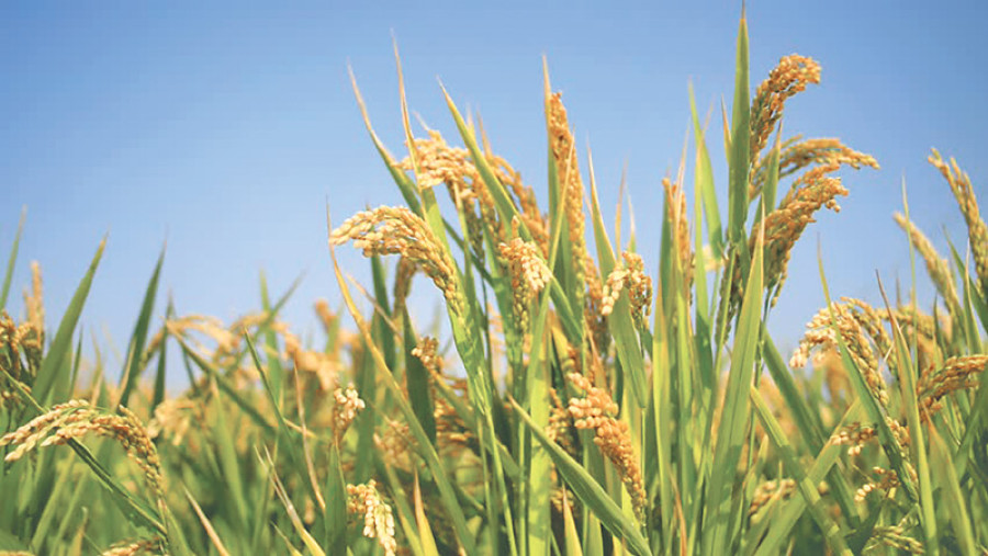 Bumper paddy harvest in Midwest after 2 lean years