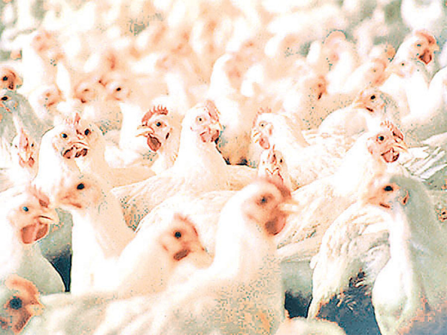 Chicken imports swell as local output drops
