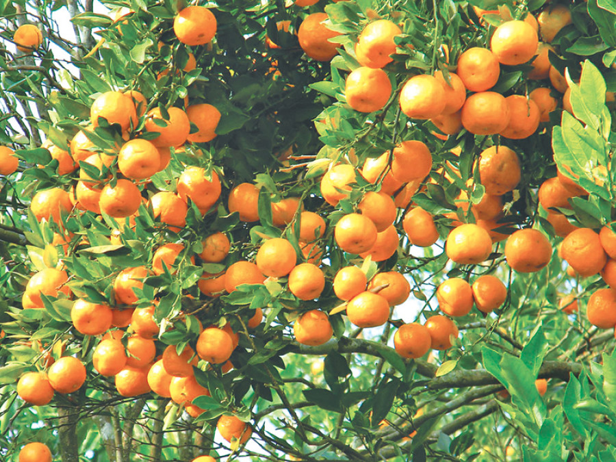 Diseases wiping out orange crop in Pokhara