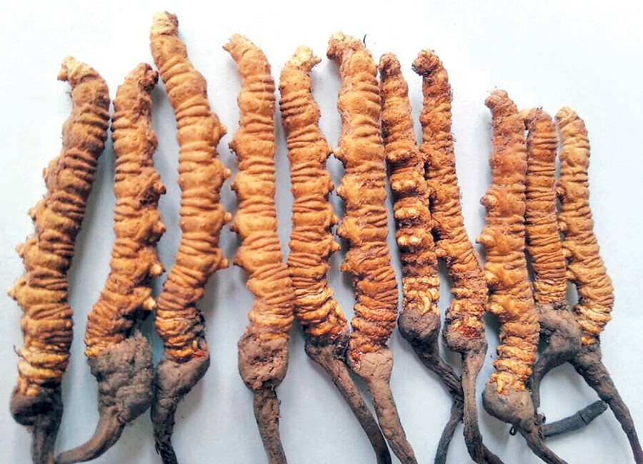 Yarsha pickers face drop in income as prices dive