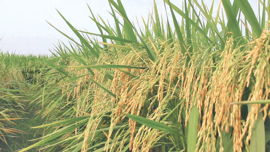 Middlemen eating into paddy farmers’ profits