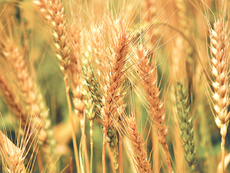 Wheat output expected to fall ‘6 percent’