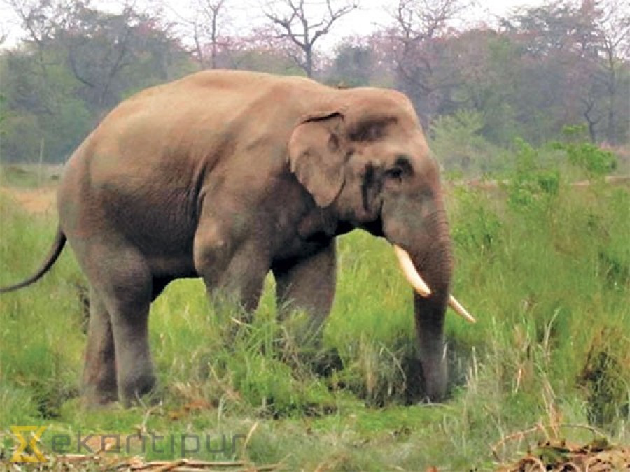 Wild tuskers destroy four houses