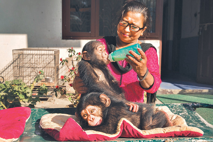 Rescued chimps face an uncertain future in Nepal