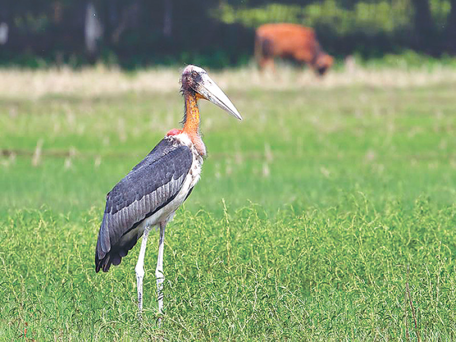 Greater adjutant spotted in Koshi Tappu after 22 yrs