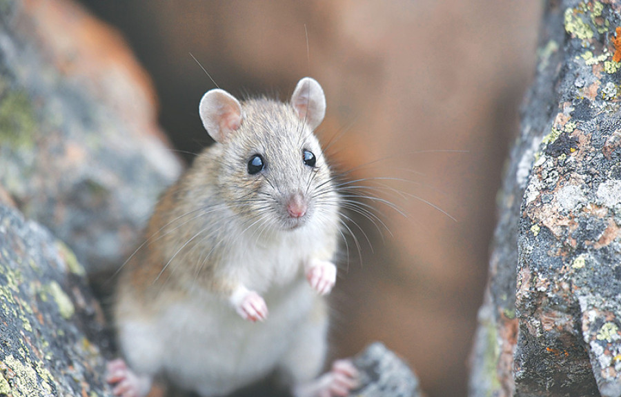 Climate change to favour small mammals: Study