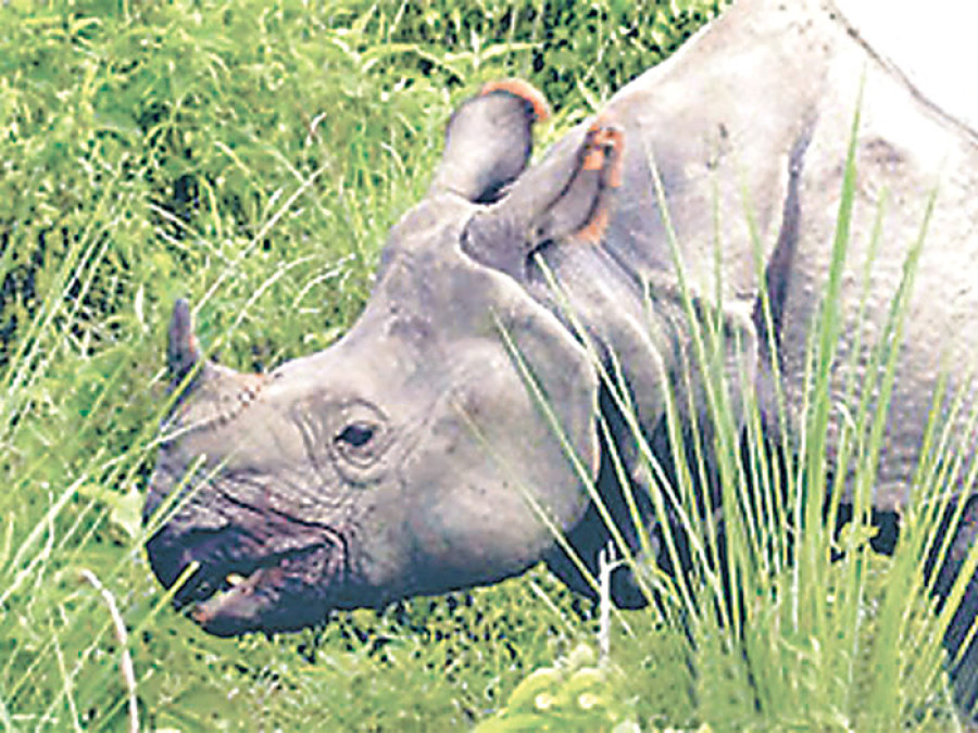 CNP prepares to rescue four rhinos swept away by Rapti