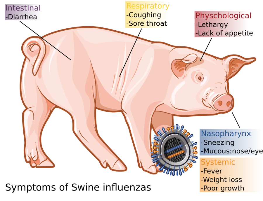 Swine flu death toll reaches eight