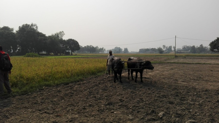 Insufficient rainfall hits rice farmers