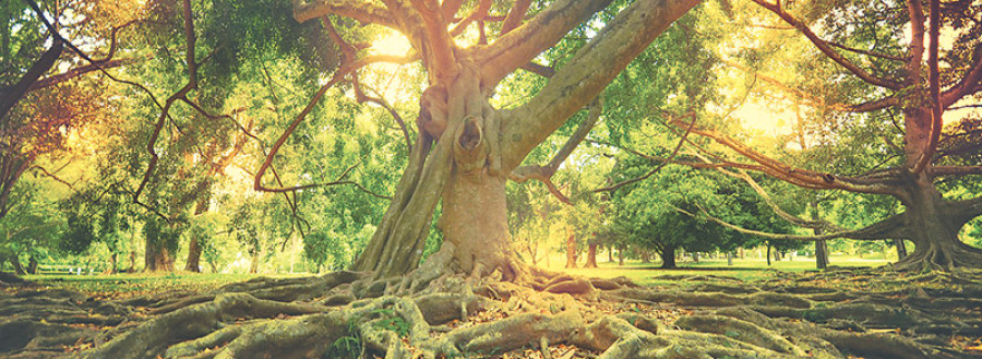 A place where my roots lie