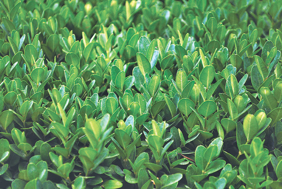 The rise of organic roofs