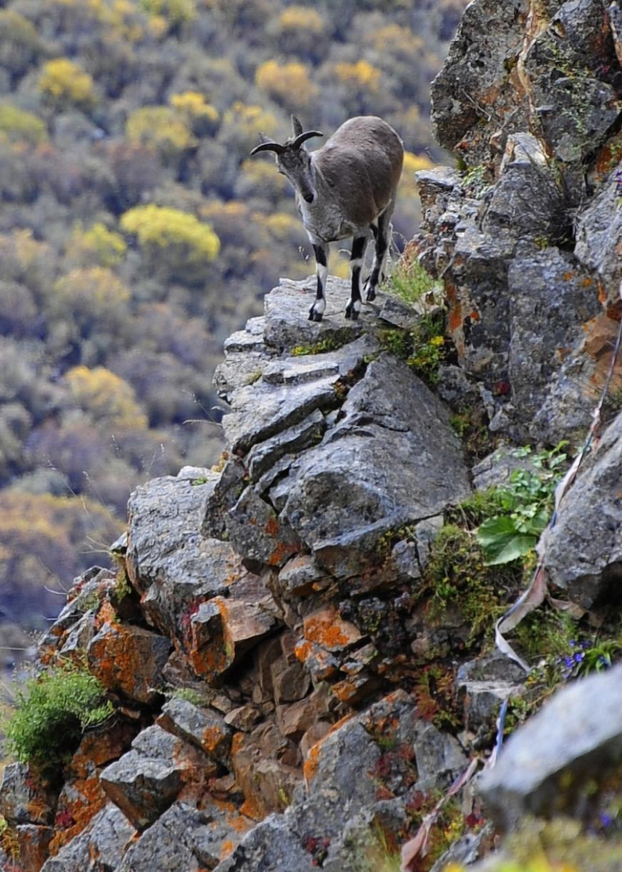 Number of Himalayan blue sheep on rise at Dhorpatan Hunting Reserve