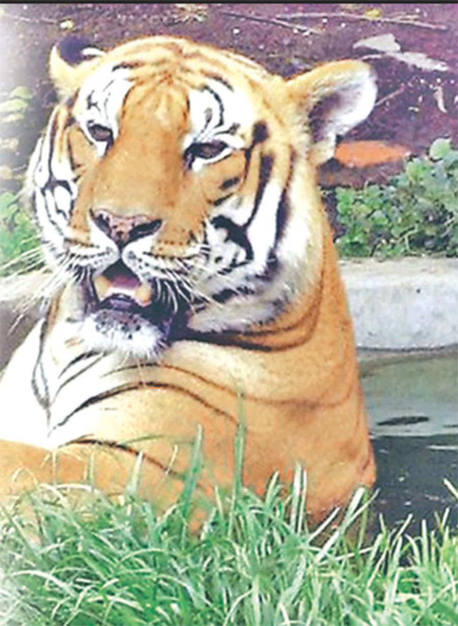 Conservationists elated at increase in BNP tiger count