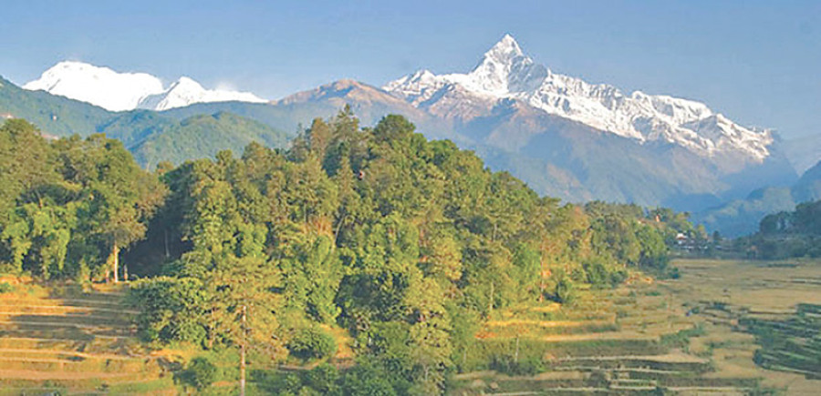 New policy to ensure at least 10pc forest cover