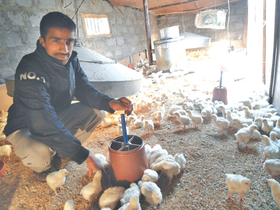 High altitude poultry farm strikes gold