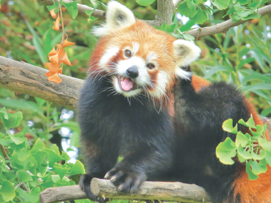 Red panda sightings getting rarer in Taplejung of late