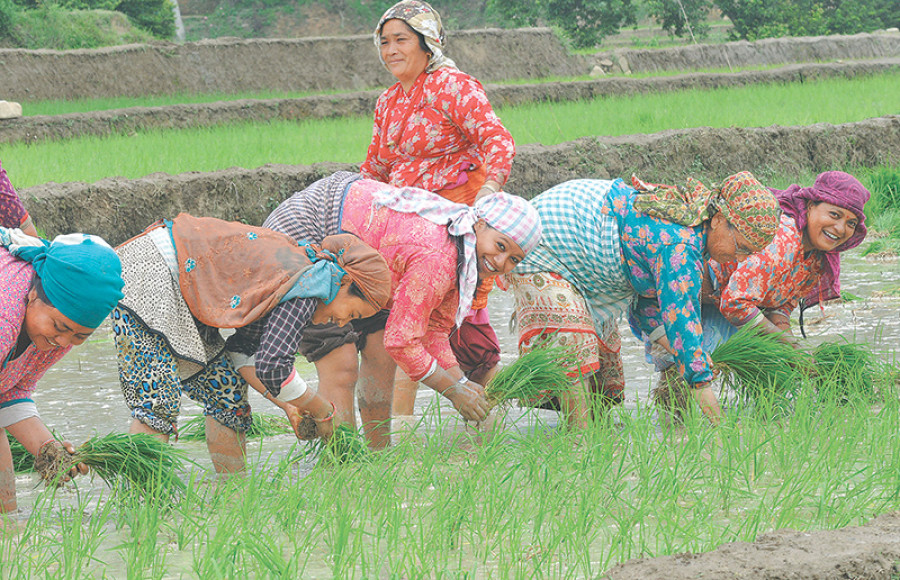 NFC starts producing rice to stabilise prices