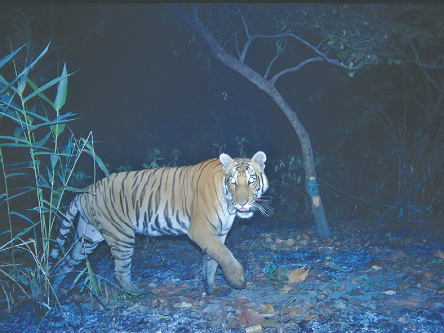 PNP tiger population up to 19 from 7 in 4 years