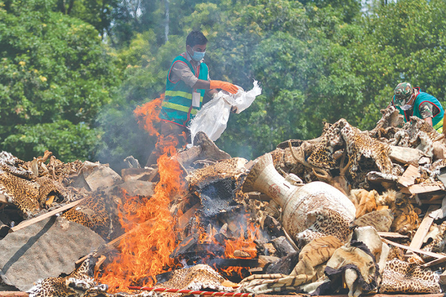 Over 4,000 valuable animal parts burned to ashes