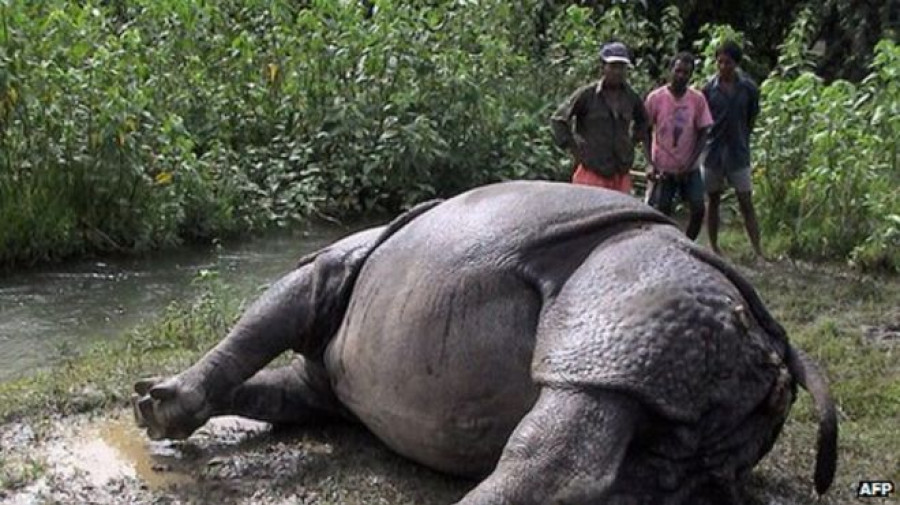 Translocated Rhino found dead in Bardiya National Park