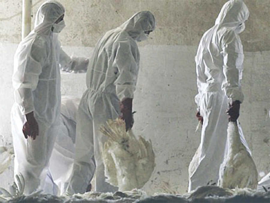 300 fowls culled in ‘flu infected area’
