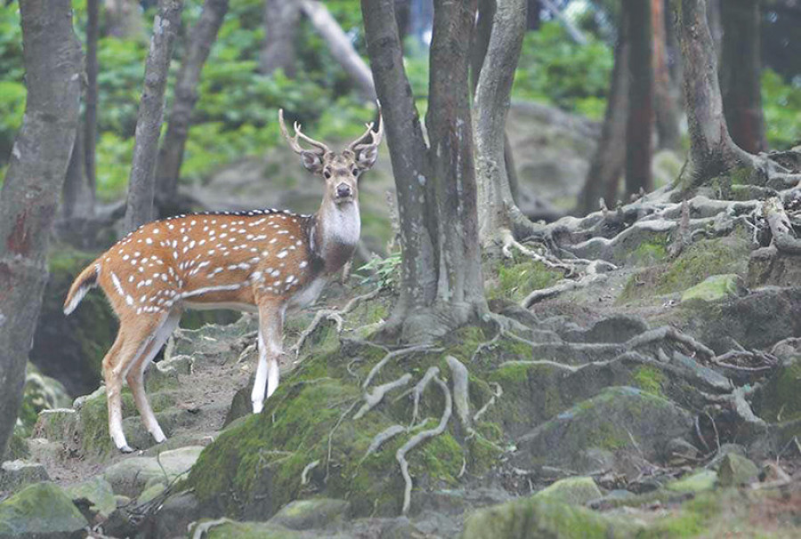 Small fish and scapegoats