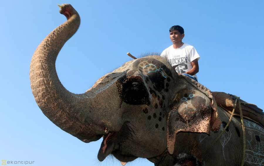 Elephant observes Bhai Tika