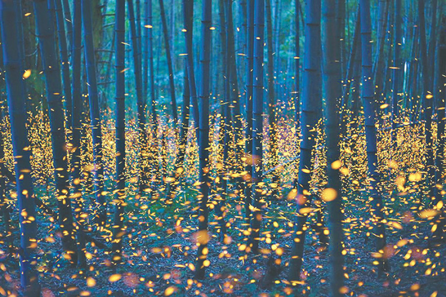 Fireflies