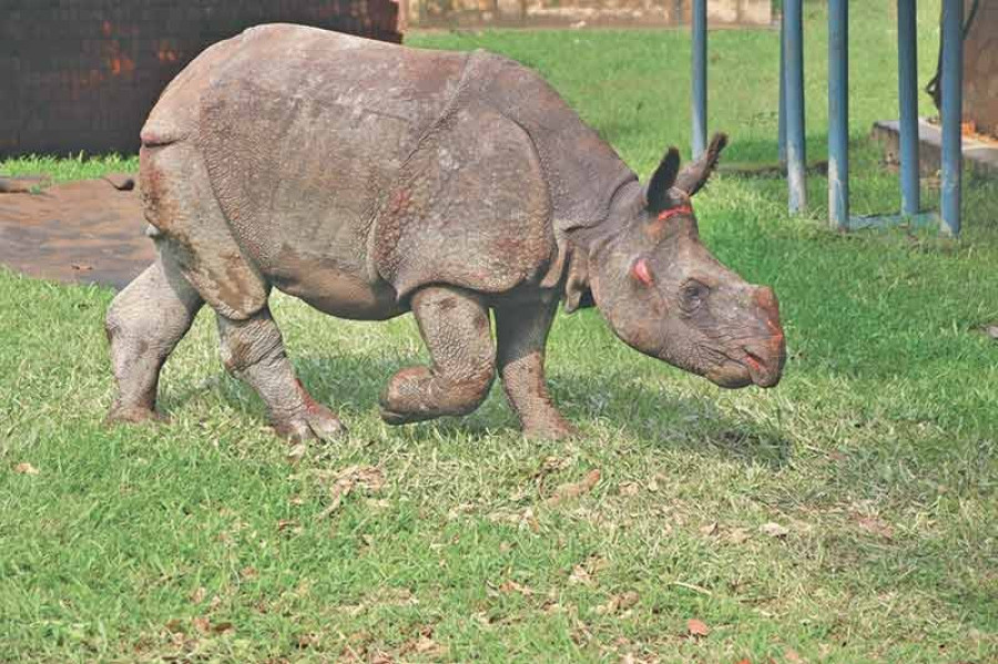 Displaced CNP rhino rescued from India