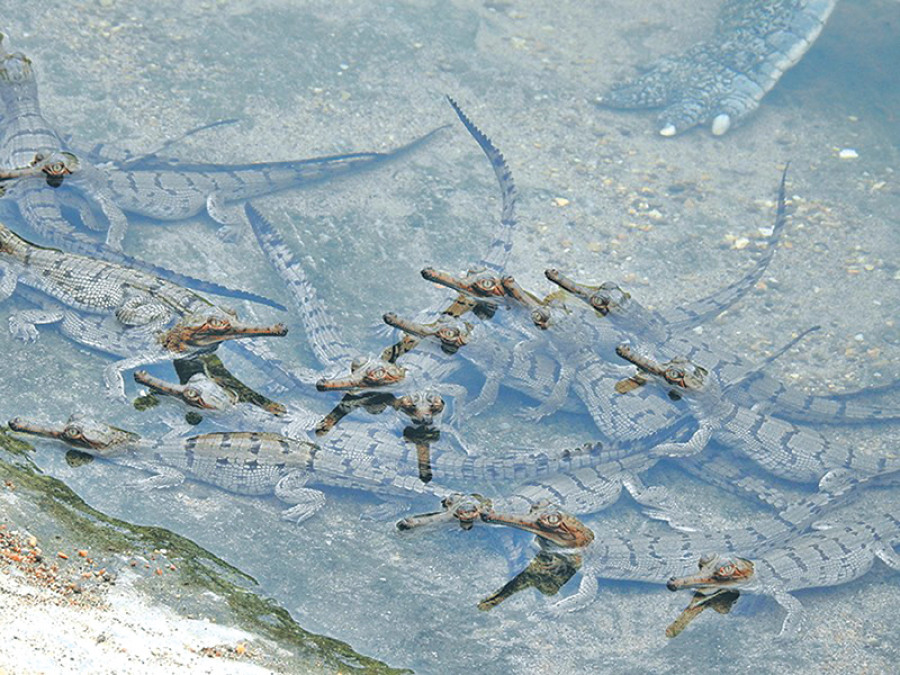 BNP upbeat after fresh gharial breeding