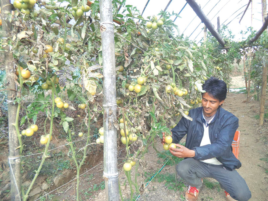 Plastic tunnel farming cheers tomato growers