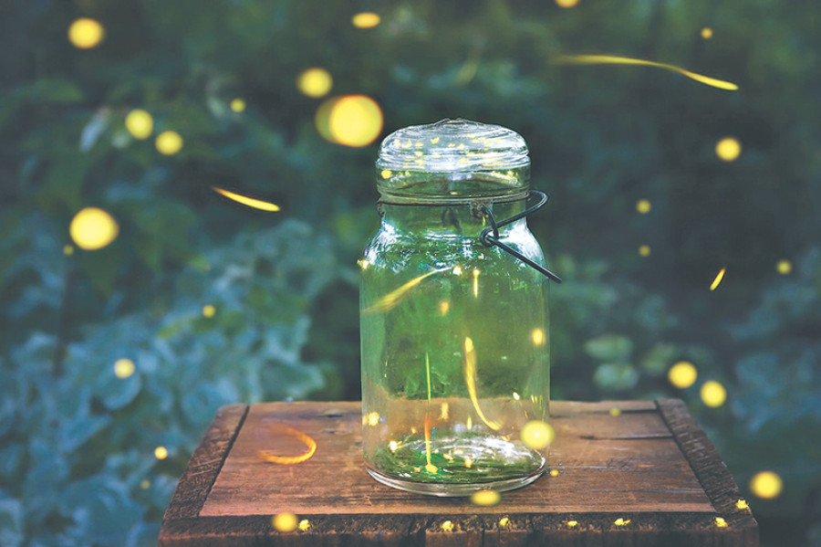 Where are all the fireflies?