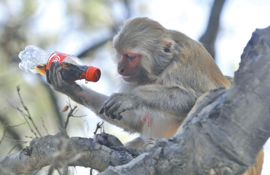 The all-unnatural diet