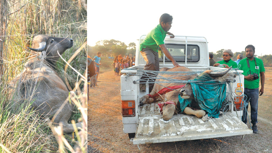 CNP marks 1,000 days of zero rhino poaching