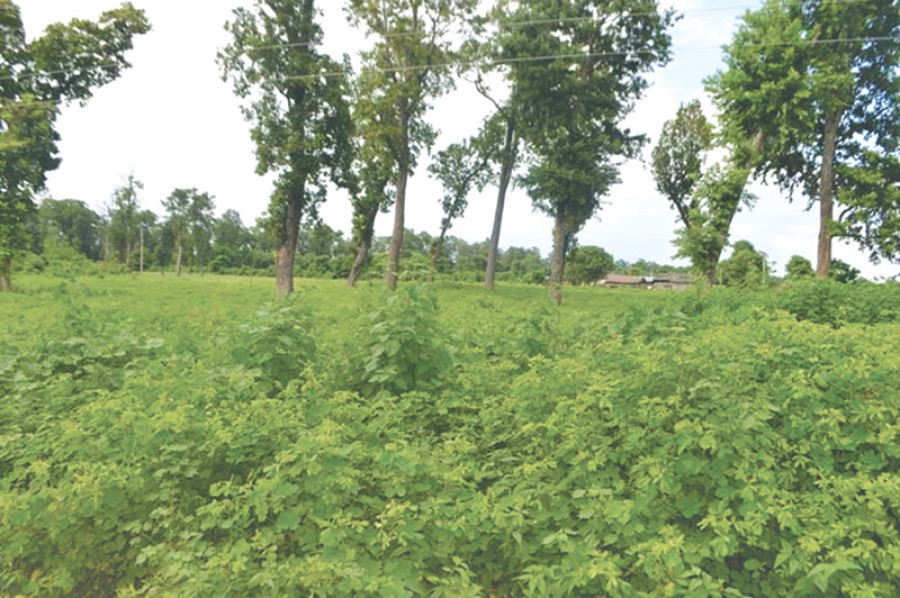 Parsa Wildlife Reserve requests govt for national park status