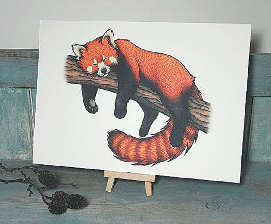 Red panda conservation included in school texts