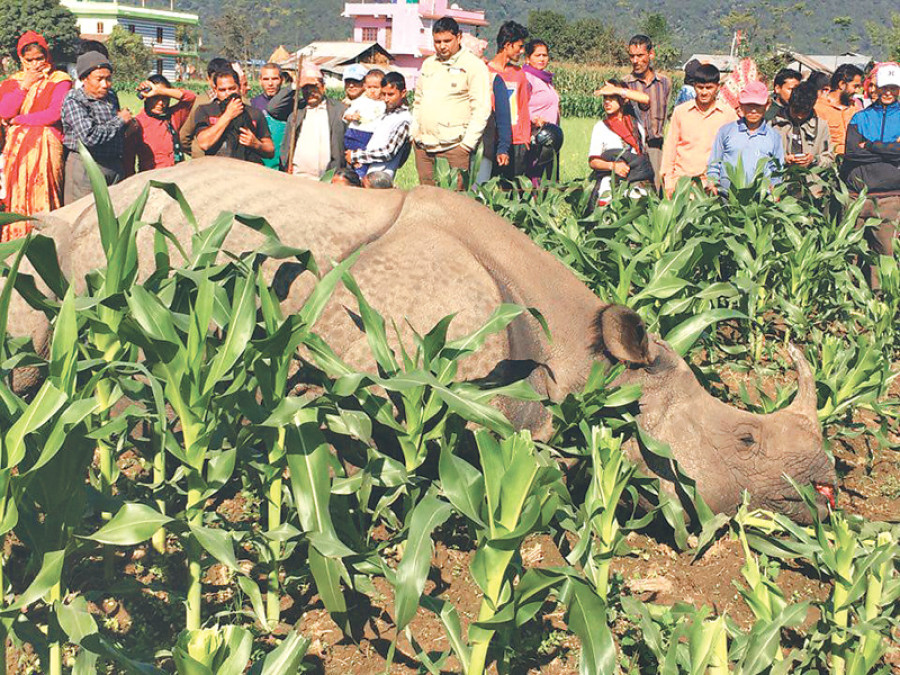 Pregnant rhino found dead in Nawalparasi