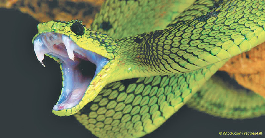 Snakebite cases up in Kanchanpur