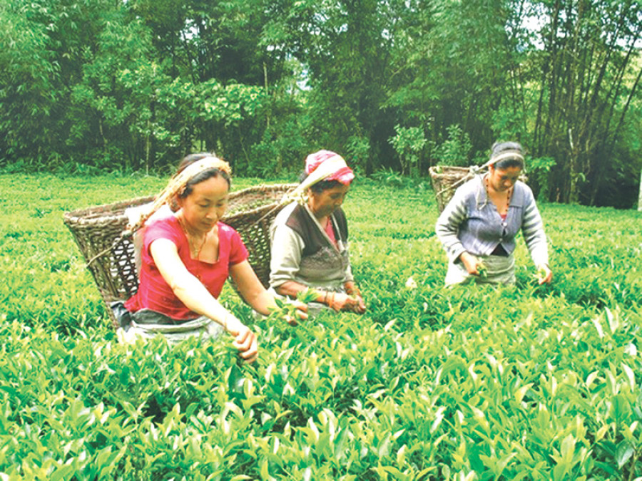 Tea exports jump record high to Rs2.4b