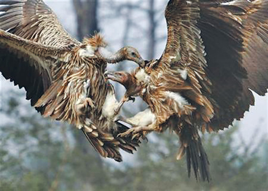Vulture population under threat