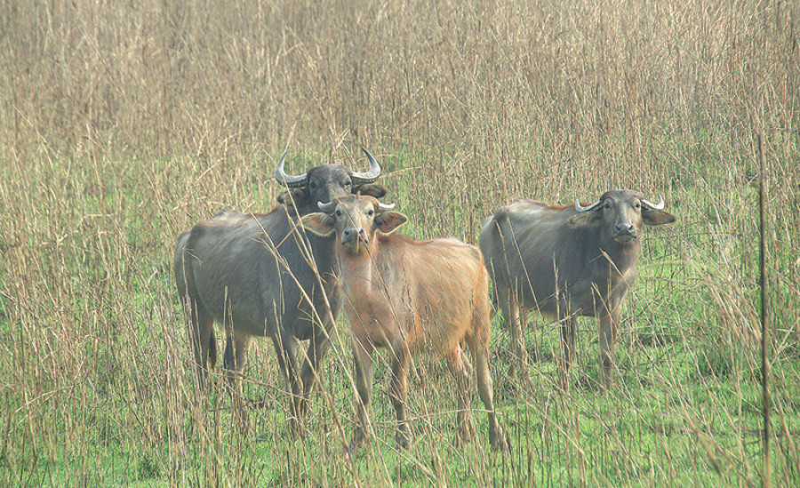 Host of parasitic diseases detected among wild water buffaloes in CNP
