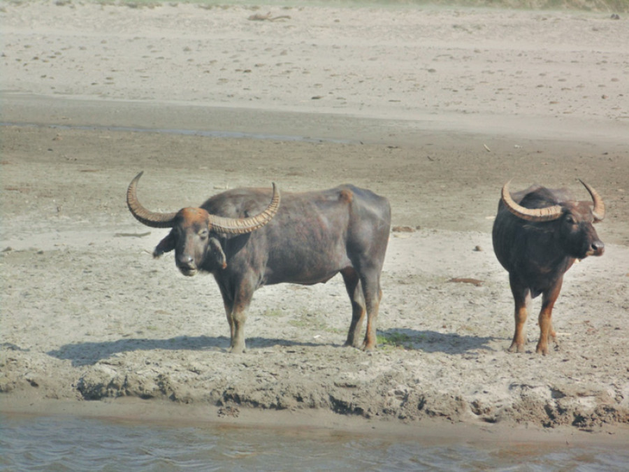 CNP gets 11 wild water buffaloes in 12 days