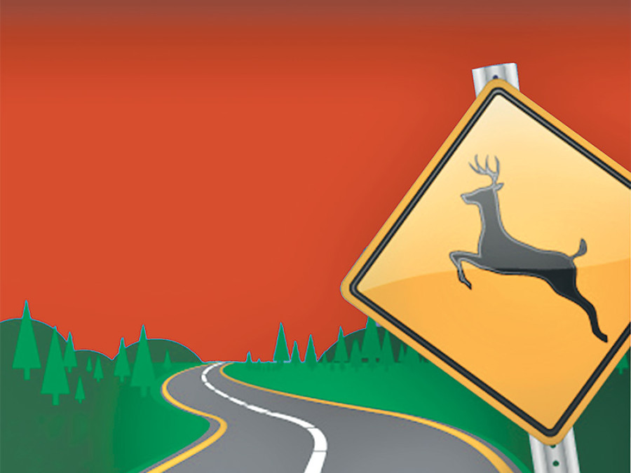 Wildlife road traffic accidents on rise