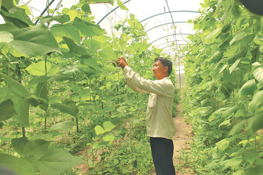 Draft farm bill envisages starting contract farming