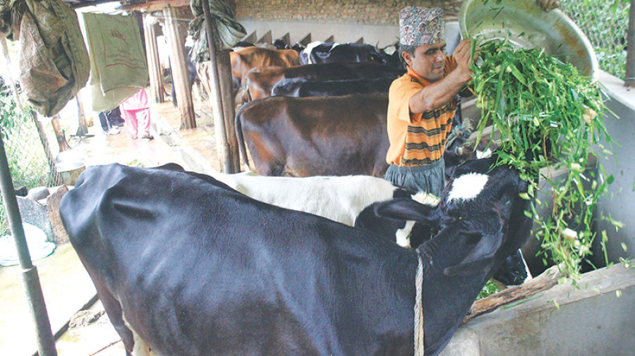 Country faces deficit of 100k litres of milk daily