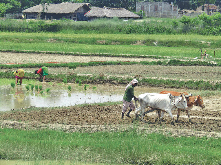 Paddy output likely to fall in 5 Tarai districts