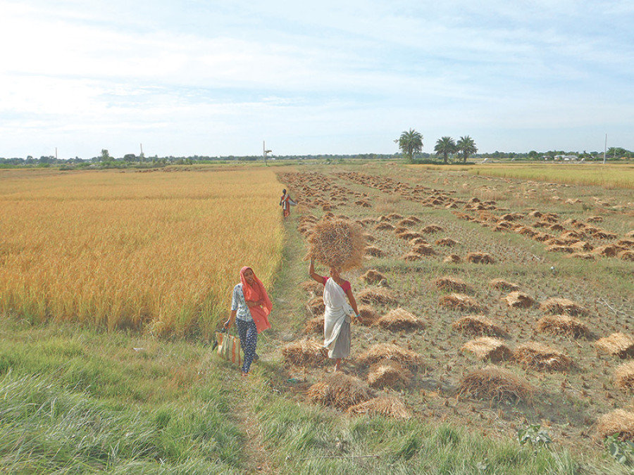 Paddy harvest in East set to increase by 10 percent