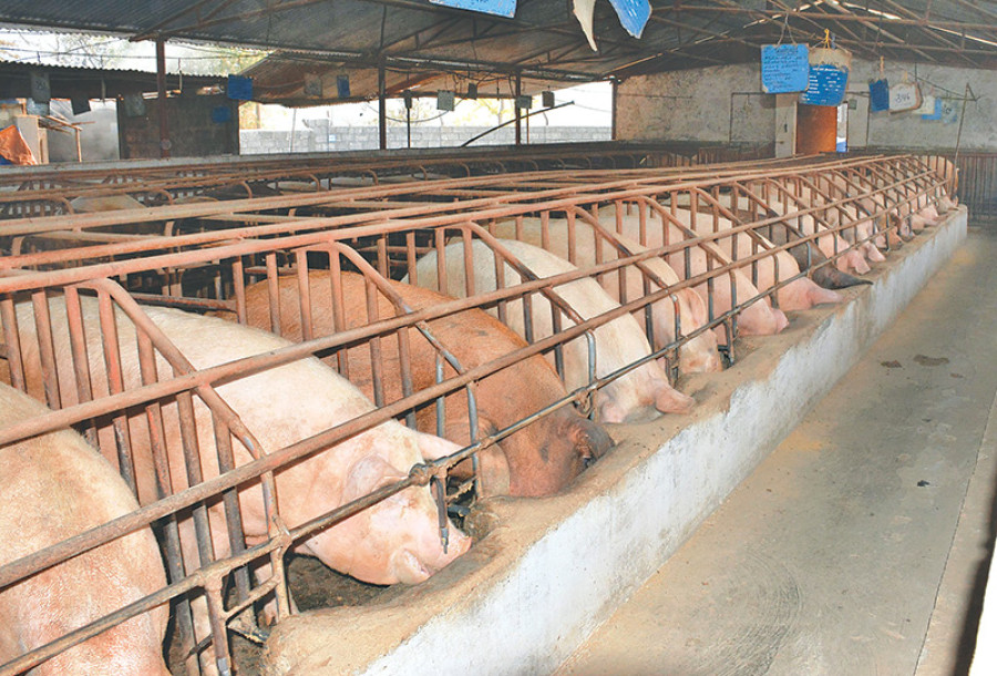 Demand for pork meat surges 30pc in Pokhara