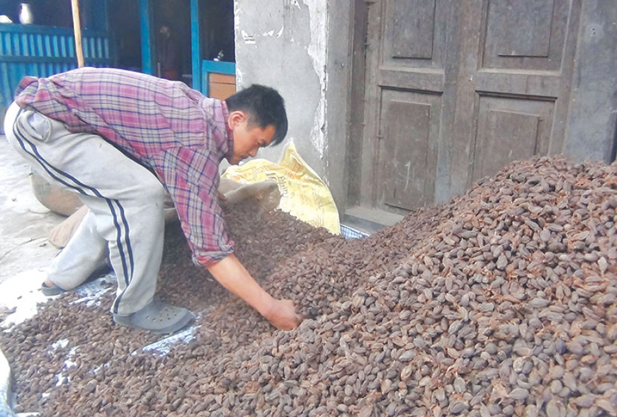 Drop in price puts producers in dilemma